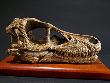 velociraptor skull fossil